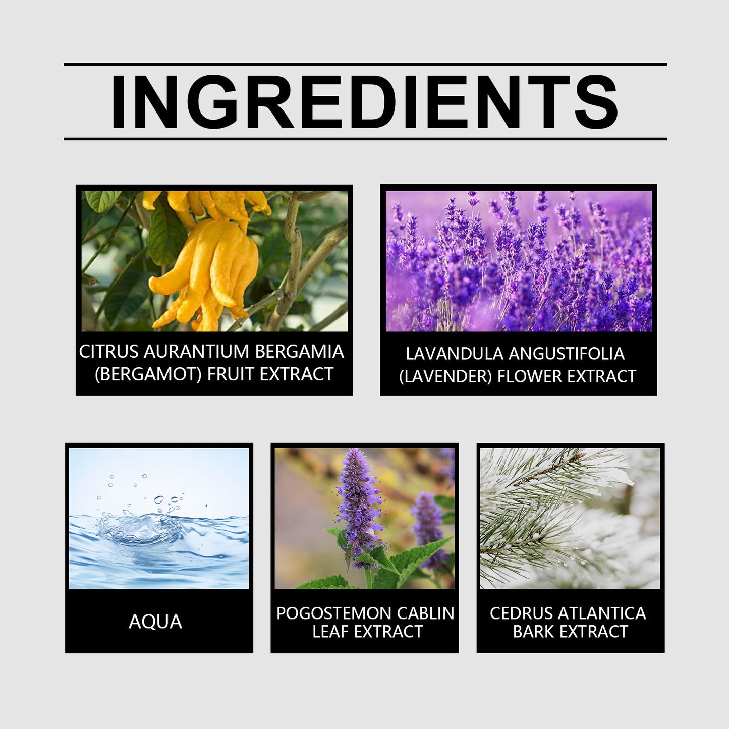 Roxelis Charm Perfume Classic cologne with a natural fresh scent that exudes elegance and long-lasting fragrance, perfect for casual dates